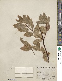 Salix pyrifolia image