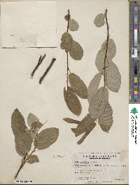 Salix pyrifolia image