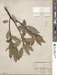 Salix pyrifolia image