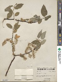 Salix pyrifolia image