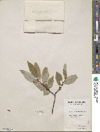 Salix pyrifolia image