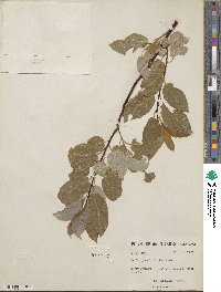 Salix pyrifolia image