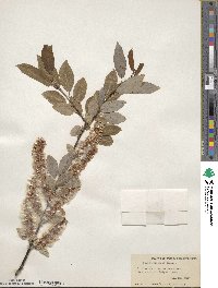 Salix pyrifolia image