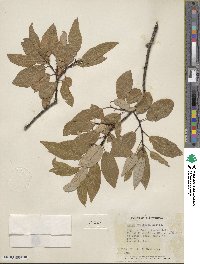 Salix pyrifolia image