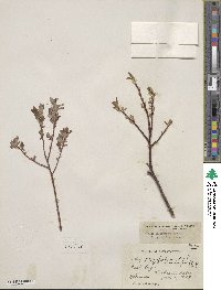 Salix pyrifolia image