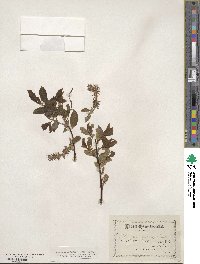 Salix pyrifolia image