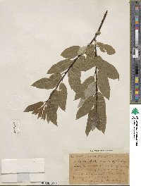 Salix pyrifolia image