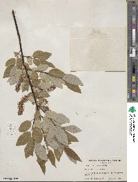 Salix pyrifolia image