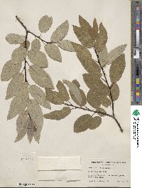 Salix pyrifolia image