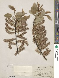 Salix pyrifolia image