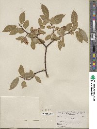 Salix pyrifolia image