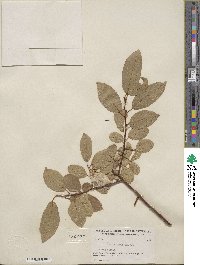 Salix pyrifolia image