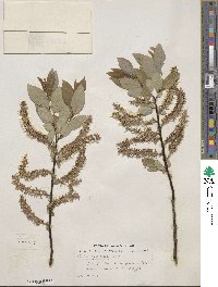 Salix pyrifolia image