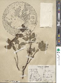 Salix pyrifolia image