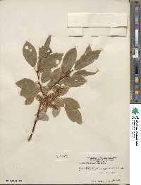 Salix pyrifolia image