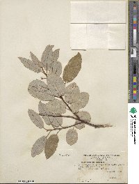 Salix pyrifolia image