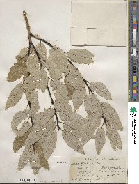 Salix pyrifolia image