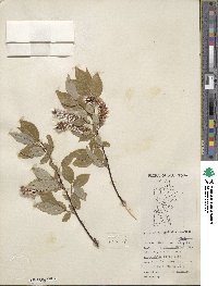 Salix pyrifolia image