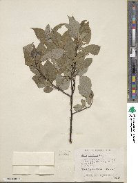 Salix pyrifolia image