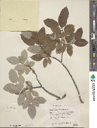 Salix pyrifolia image