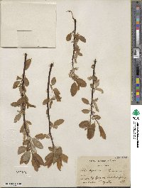 Salix pyrifolia image