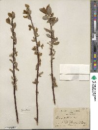 Salix pyrifolia image