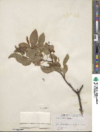 Salix pyrifolia image