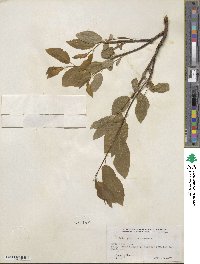 Salix pyrifolia image