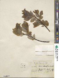 Salix pyrifolia image