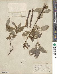 Salix pyrifolia image