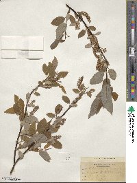 Salix pyrifolia image