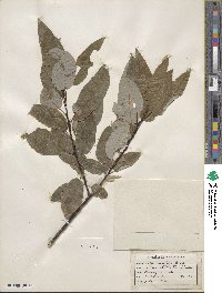 Salix pyrifolia image