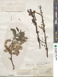 Salix pyrifolia image