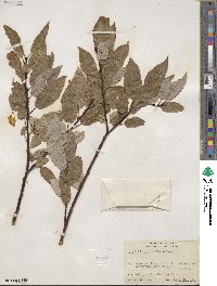 Salix pyrifolia image