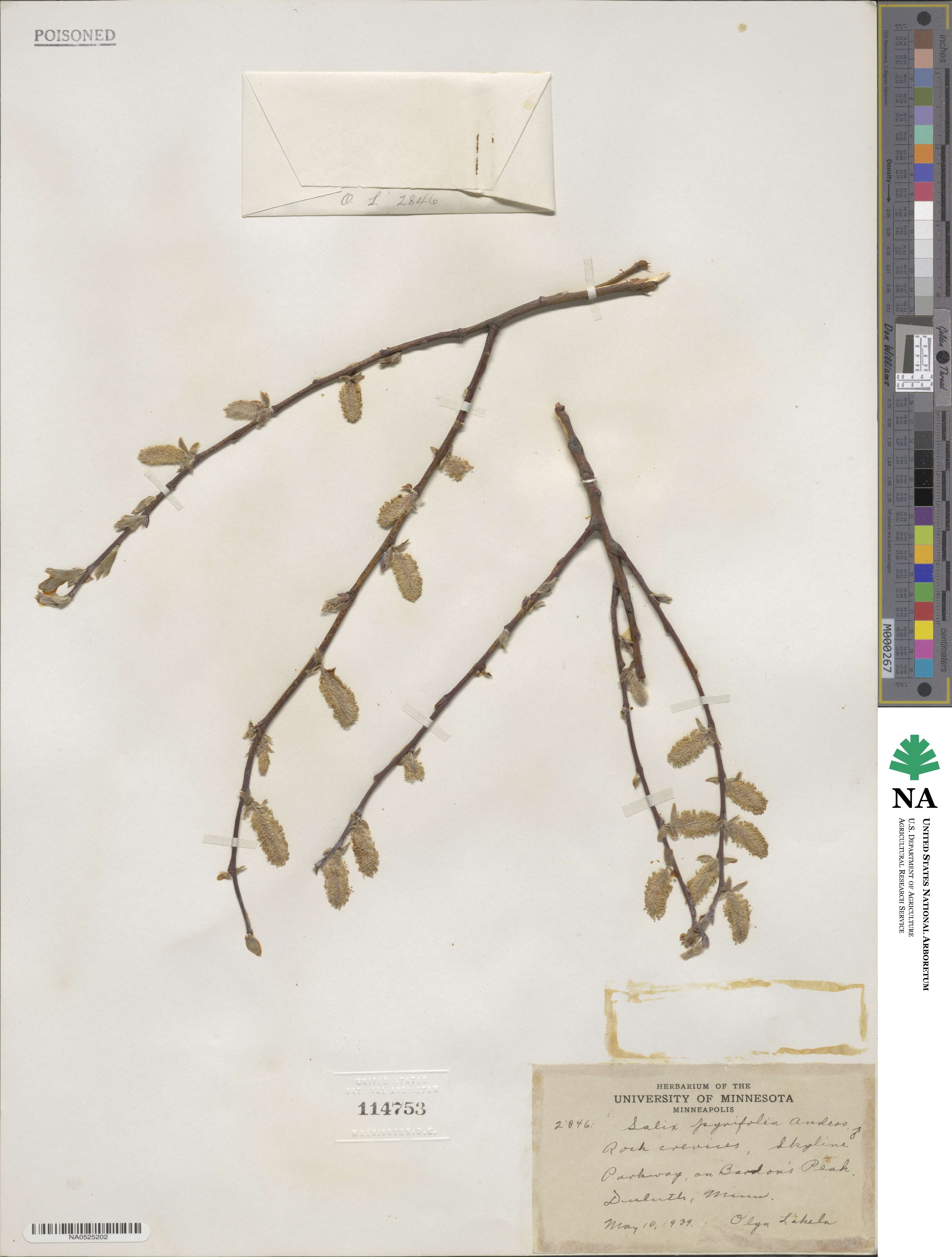 Salix pyrifolia image