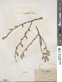 Salix pyrifolia image