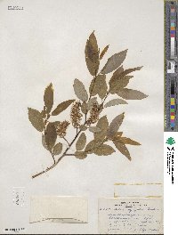 Salix pyrifolia image