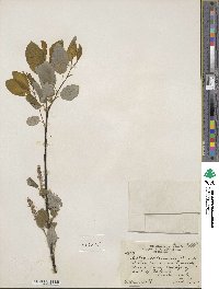 Salix pyrifolia image