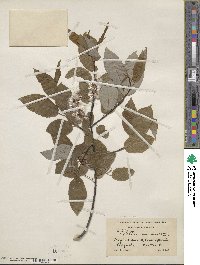 Salix pyrifolia image