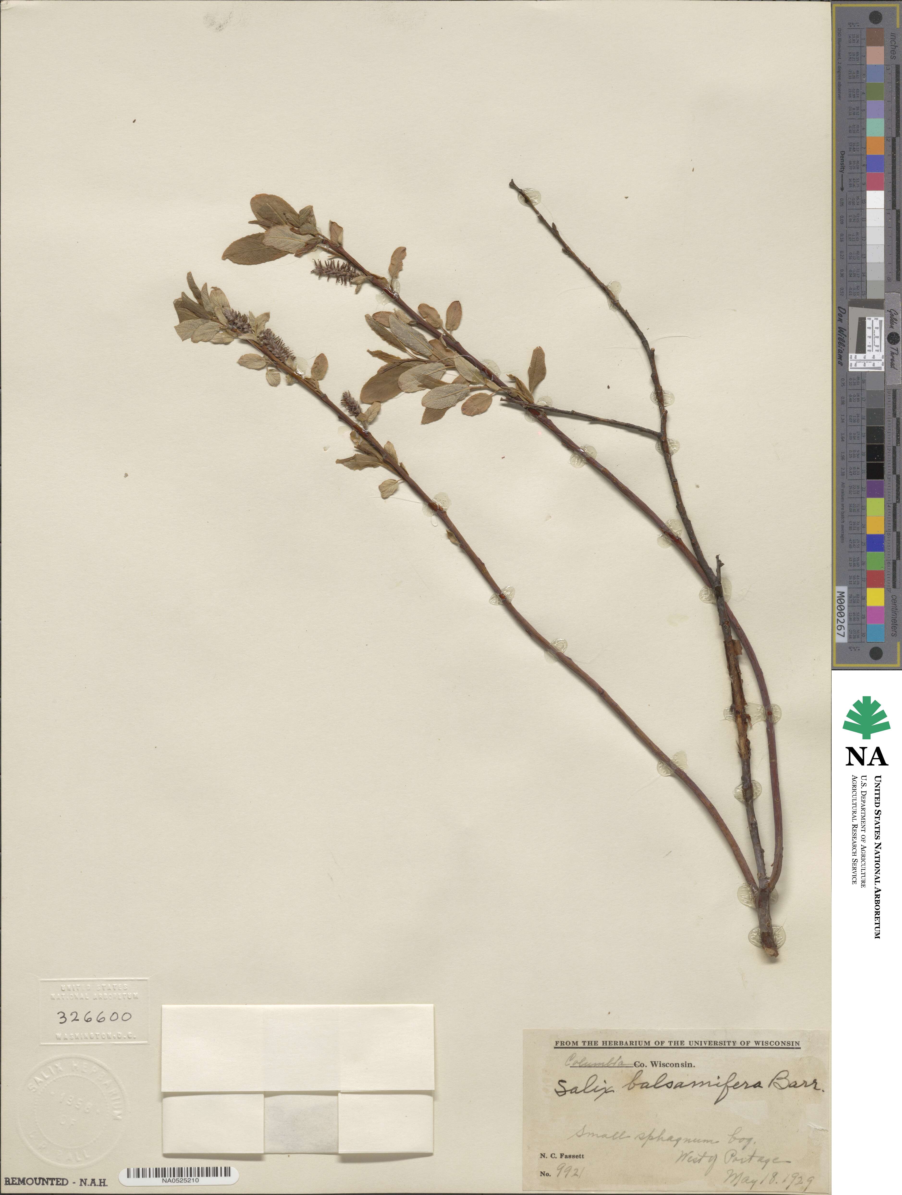 Salix pyrifolia image