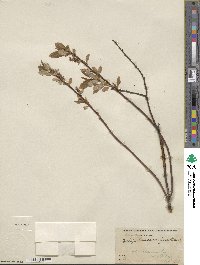 Salix pyrifolia image