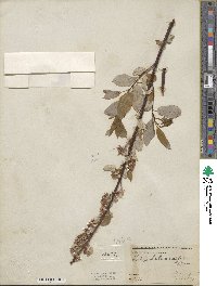 Salix pyrifolia image