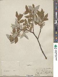 Salix pyrifolia image