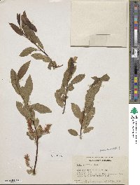 Salix pyrifolia image