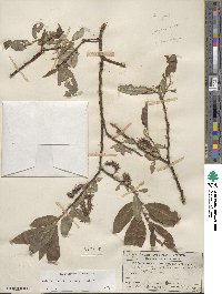 Salix barclayi image