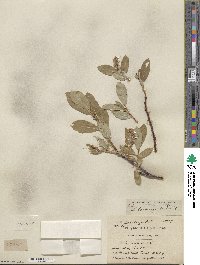 Salix barclayi image