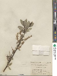 Salix barclayi image