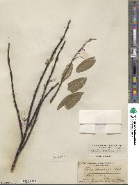 Salix barclayi image