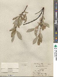 Salix barclayi image