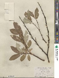 Salix barclayi image